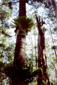 fraserisland3.jpg