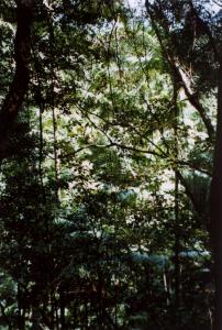 fraserisland7.jpg