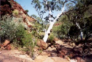 kingscanyon4.jpg